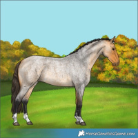 Horse Color:Unknown 