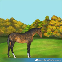 Horse Color:Unknown 