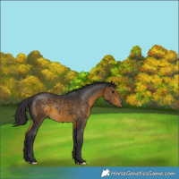 Horse Color:Unknown 