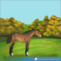 Horse Color:Unknown 