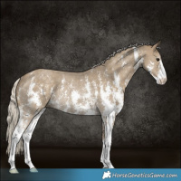 Horse Color:Silver Smoky Grullo Sabino Rabicano