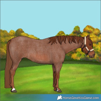 Horse Color:Red Roan