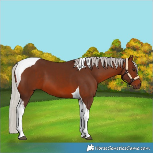 Horse Color:Silver Brown Tobiano