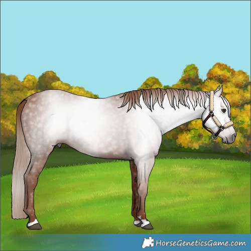 Horse Color:Gray Chestnut 