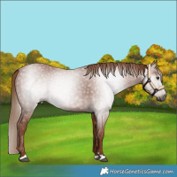 Horse Color:Gray Chestnut