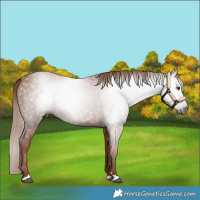 Horse Color:Gray Chestnut 