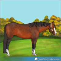 Horse Color:Bay 