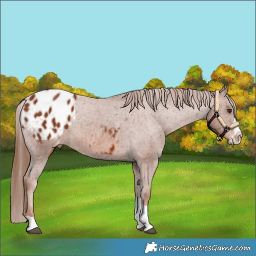 Horse Color:Chestnut Splash Tobiano Appaloosa 