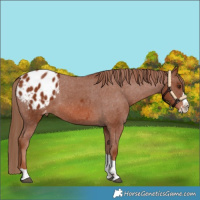 Horse Color:Chestnut Splash Tobiano Appaloosa 