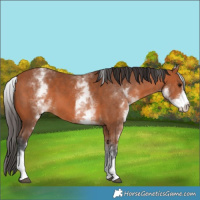 Horse Color:White Spotted Bay
