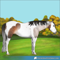 Horse Color:Gray Bay Splash Tobiano Rabicano 