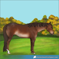 Horse Color:Liver Chestnut 