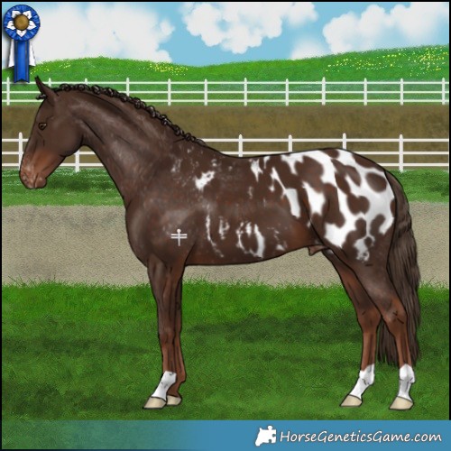 Horse Color:Liver Chestnut Appaloosa 