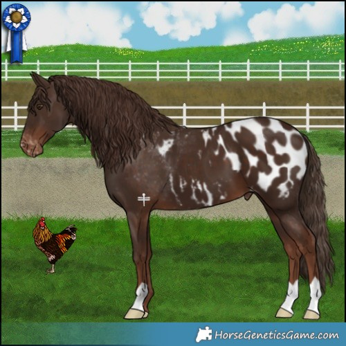 Horse Color:Liver Chestnut Appaloosa 