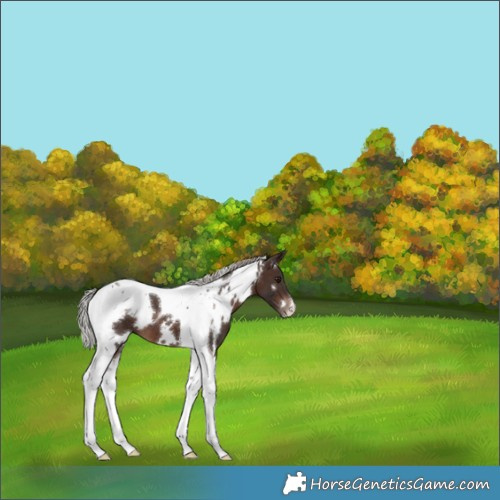Horse Color:White Spotted Silver Brown Tobiano 