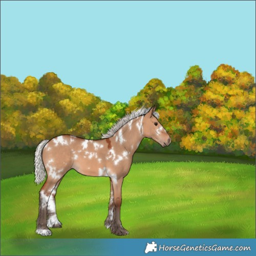 Horse Color:White Spotted Silver Bay Dun 