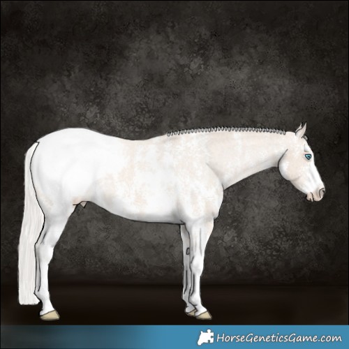 Horse Color:Cremello Sabino Appaloosa 