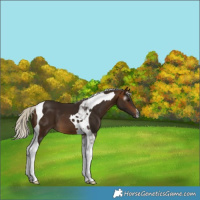 Horse Color:Gray Silver Buckskin Tobiano 