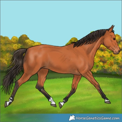 Horse Color:Unknown 