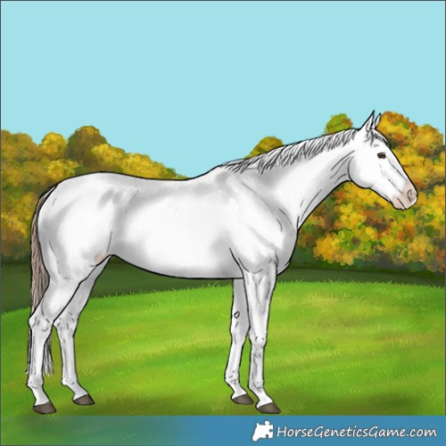 Horse Color:Red Dun Appaloosa 
