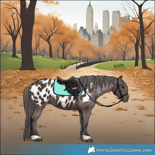 Horse Color:Liver Chestnut Appaloosa 