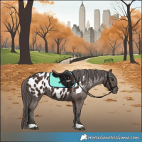 Horse Color:Liver Chestnut Appaloosa 