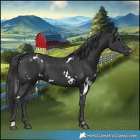 Horse Color:White Spotted Black