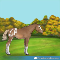 Horse Color:White Spotted Chocolate Palomino Sabino Appaloosa Rabicano