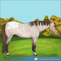 Horse Color:Bay Roan Dun Tobiano Appaloosa 