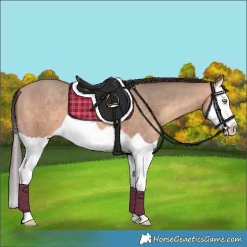 Horse Color:Amber Champagne Splash 