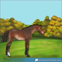 Horse Color:Bay Sabino Rabicano