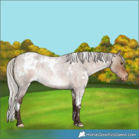 Horse Color:White Spotted Silver Brown Roan Dun Appaloosa Rabicano 