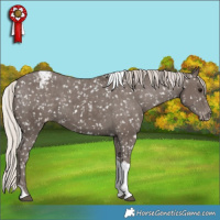 Horse Color:Silver Black Tobiano Appaloosa Rabicano 