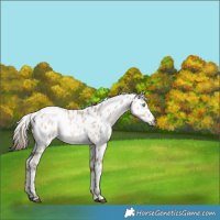 Horse Color:Gray White Spotted Buckskin Roan Pearl Dun Appaloosa Rabicano 