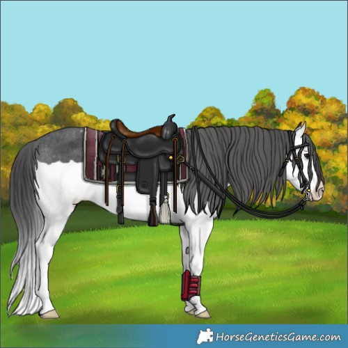 Horse Color:Black Splash Appaloosa