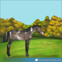 Horse Color:White Spotted Brown Dun Appaloosa Rabicano 