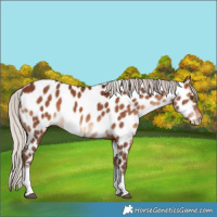 Horse Color:Silver Bay Tobiano Near Leopard Rabicano 