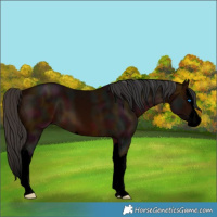 Horse Color:Void Midnight Bay Splash 
