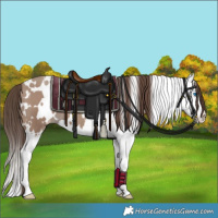 Horse Color:White Spotted Classic Champagne Splash Appaloosa 
