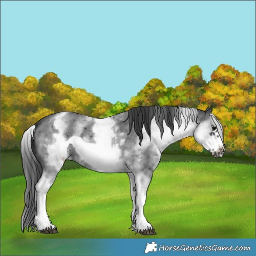 Horse Color:White Spotted Black Sabino Frame