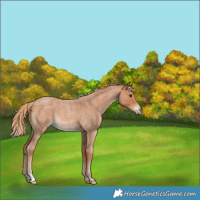 Horse Color:Red Roan 