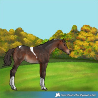 Horse Color:Bay Tobiano 