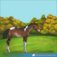 Horse Color:Bay Tobiano 