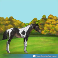 Horse Color:Gray Brown Tobiano 