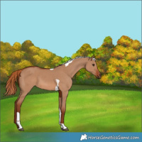 Horse Color:Red Dun Tobiano 