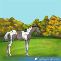Horse Color:Brown Dun Tobiano 