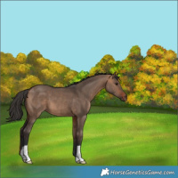 Horse Color:Bay Dun 