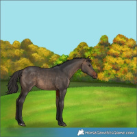 Horse Color:Bay Dun 