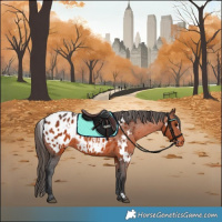 Horse Color:White Spotted Brown Appaloosa 