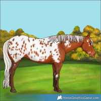 Horse Color:White Spotted Silver Bay Appaloosa Rabicano 